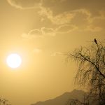 Freebie-Freitag: Kostenloses Hintergrundbild / Wallpaper – Vögel in der Abendsonne