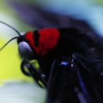 Freebie-Freitag: Kostenloses Hintergrundbild / Wallpaper – Macro-Aufnahmen von Schmetterlingen
