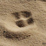 Freebie-Freitag: Kostenloses Hintergrundbild / Wallpaper – Spur im Sand