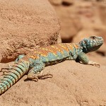 Freebie-Freitag: Kostenloses Hintergrundbild / Wallpaper – Uromastyx Ornata / Dornschwanz-Agame