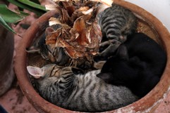 Katzen im Topf