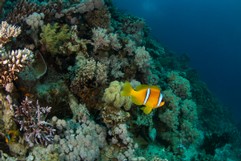 Swimming Clownfish