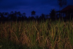 Reisfeld bei Nacht