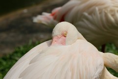 Schlafender Flamingo
