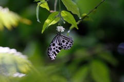 Speisender Schmetterling