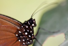Schmetterling-Makro