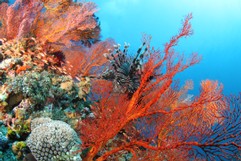 Rotfeuerfisch in feuerroter Koralle