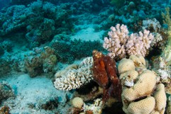 Oktopus im Riff