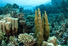 Wunderschönes Korallenriff