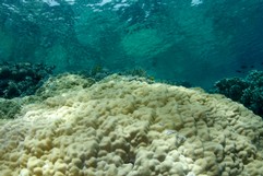 Huge Cone Coral