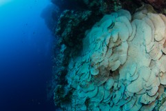 Elephant Ear / Plate Coral