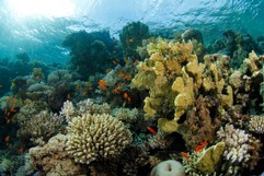 Wunderschöne Korallen