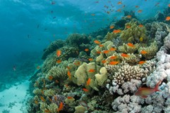 Beautiful Reef with colourful Fish