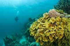Yellow Waver coral