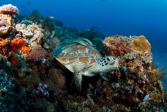 Suppenschildkröte im Riff