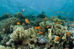 Reef in the Red Sea with Anthias