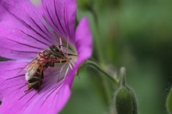 Biene sammelt Blütenstaub