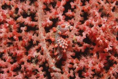 Red Pygmy Seahorse