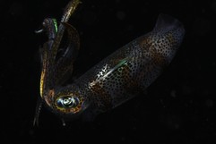 Tintenfisch beim Nachttauchen