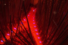 Makroaufnahme eines Roten Diadem-Seeigels (Astropyga radiata)