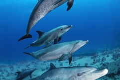 Delfine im Roten Meer (Ghiannis D)