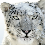 Apple Snow Leopard Logo 150x150