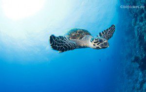 Meeresschildkröte Teaser
