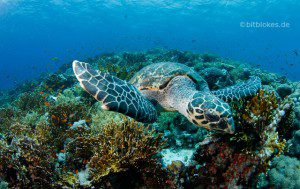 Meeresschildkröte und Riff Teaser
