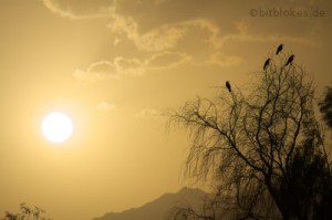 Vögel in der Abendsonne