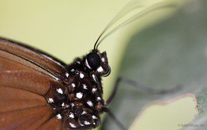 Macro-Aufnahme Schmetterling (Download Link 2)