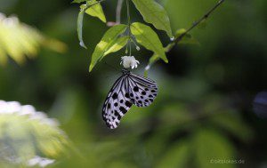 Macro-Aufnahme Schmetterling (Download Link 3)