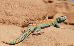 Uromastyx Ornata Dornschwanz-Agame Teaser