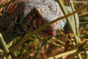 Uromastyx Ornata Dornschwanz-Agame Teaser