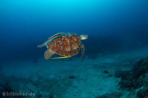 Fliegende Suppenschildkroete Chelonia mydas Teaser