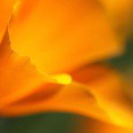 Golden Bloom von Twinmama