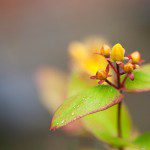 Morning Dew von Lars Clausen