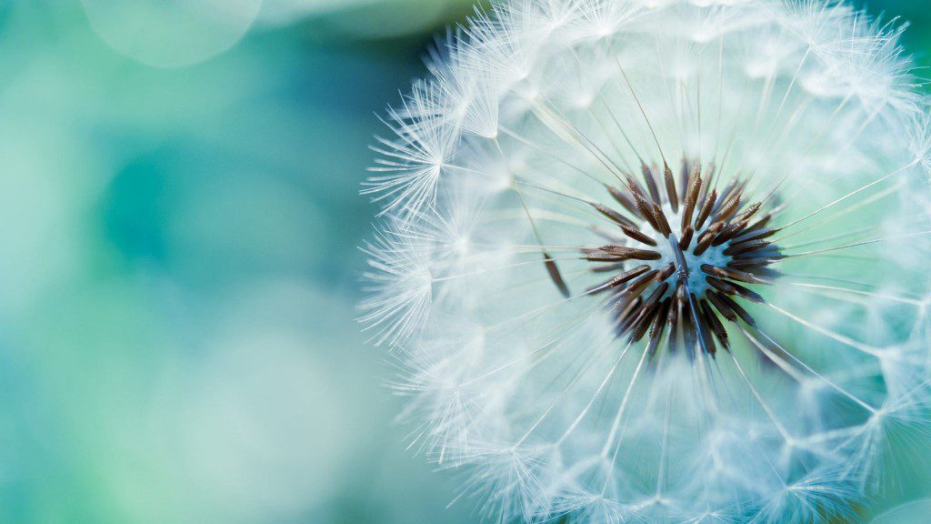 Blue Dandelion (Jaorizabal)