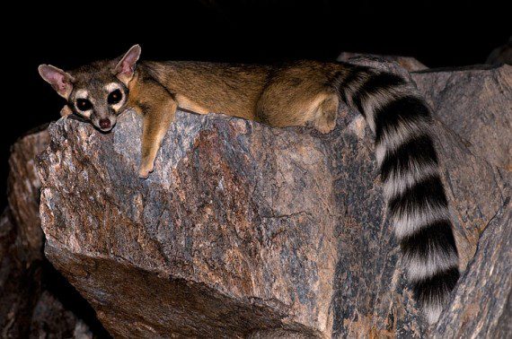 Raring Ringtail? (Quelle:  Robertbody at en.wikipedia)