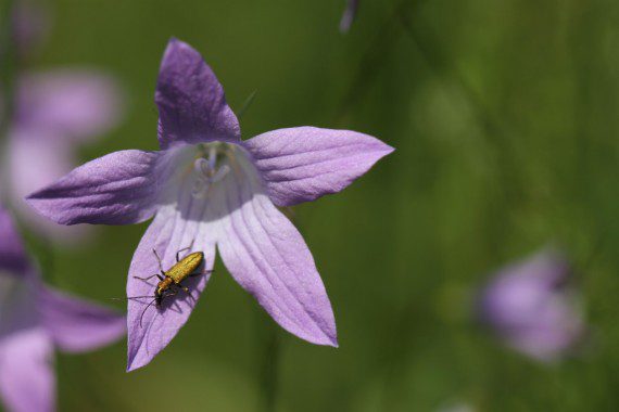 Goldener Käfer