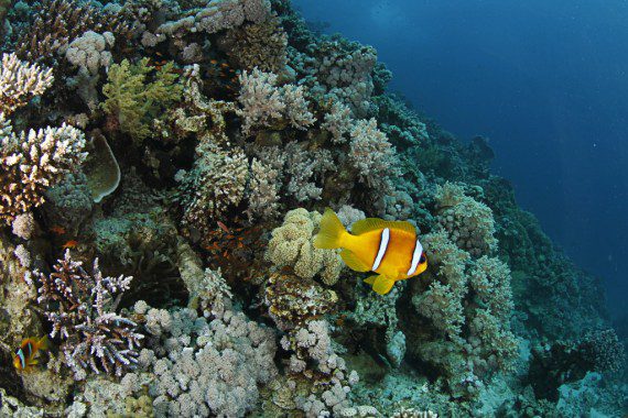 Clownfisch im Riff mit High-Pass-Filter
