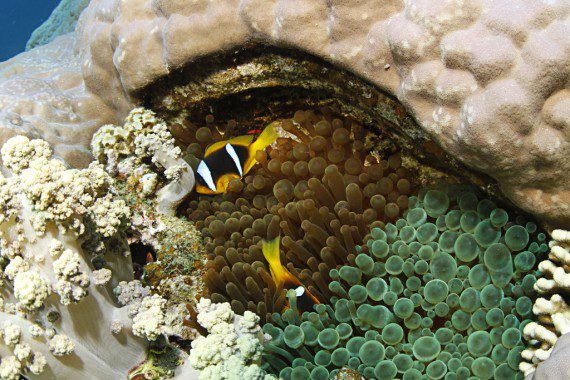 Clownfische mit Koralle mit High-Pass-Filter