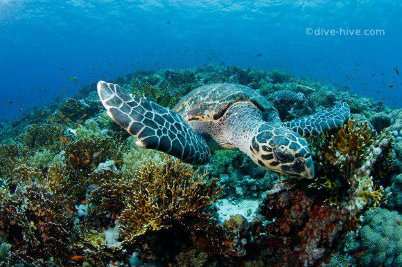 Unterwasserschildkröte