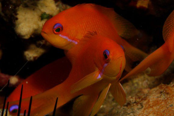 Anthias / Fahnenbarsche (F29, 1/250, ISO 200)