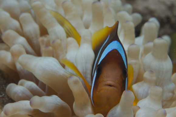 Makro: Clownfish