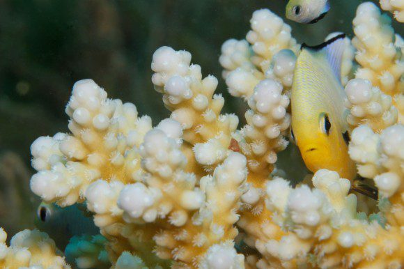 Kleiner FIsch in kleiner Koralle