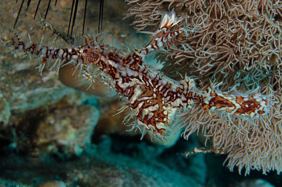 Schmuck-Geisterpfeifenfisch