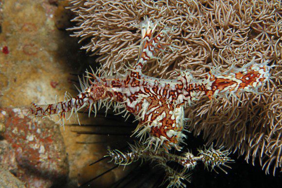 Schmuck-Geisterpfeifenfisch