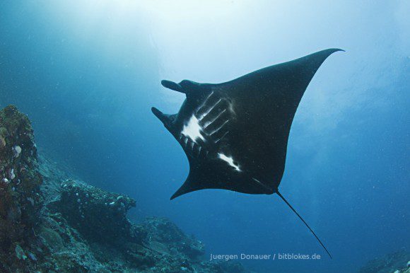 Schwarzer Manta in Bali / indonesien