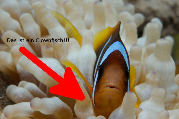 Das ist ein Clownfisch!