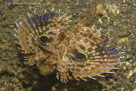 Flying Gurnard